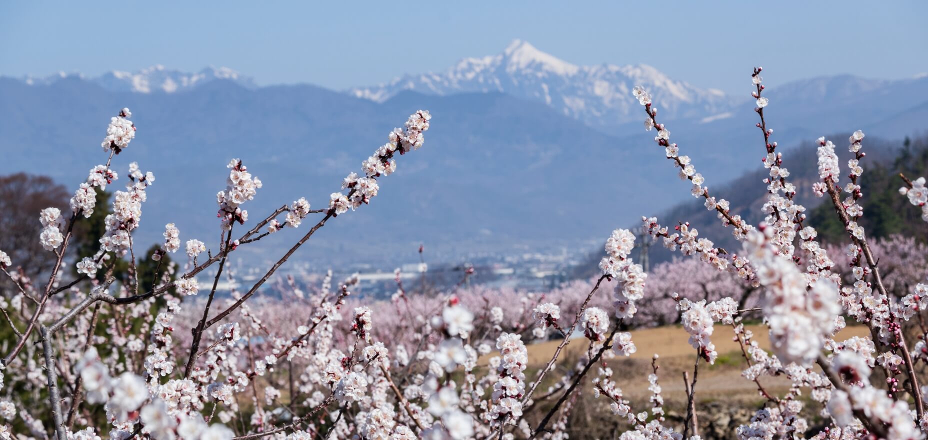 satoyama-banner-treasure-trove