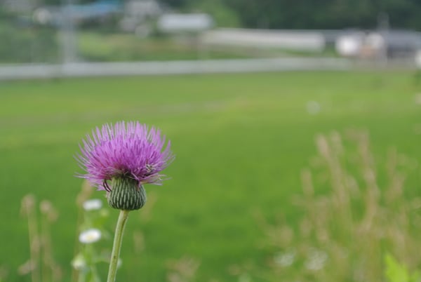 田んぼの畔に咲いていた薊（あざみ）の花